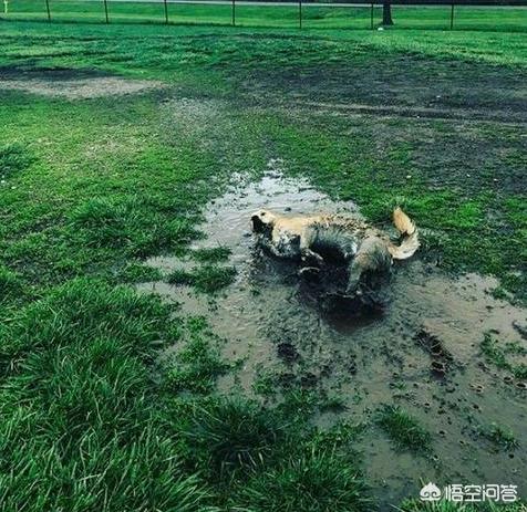 金毛体臭么:金毛犬作为家庭宠物有哪些优点和缺点？