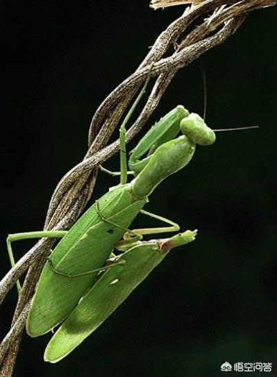 螳螂为什么会吃配偶，动画片《黑猫警长》中螳螂新娘为什么要吃掉它的丈夫