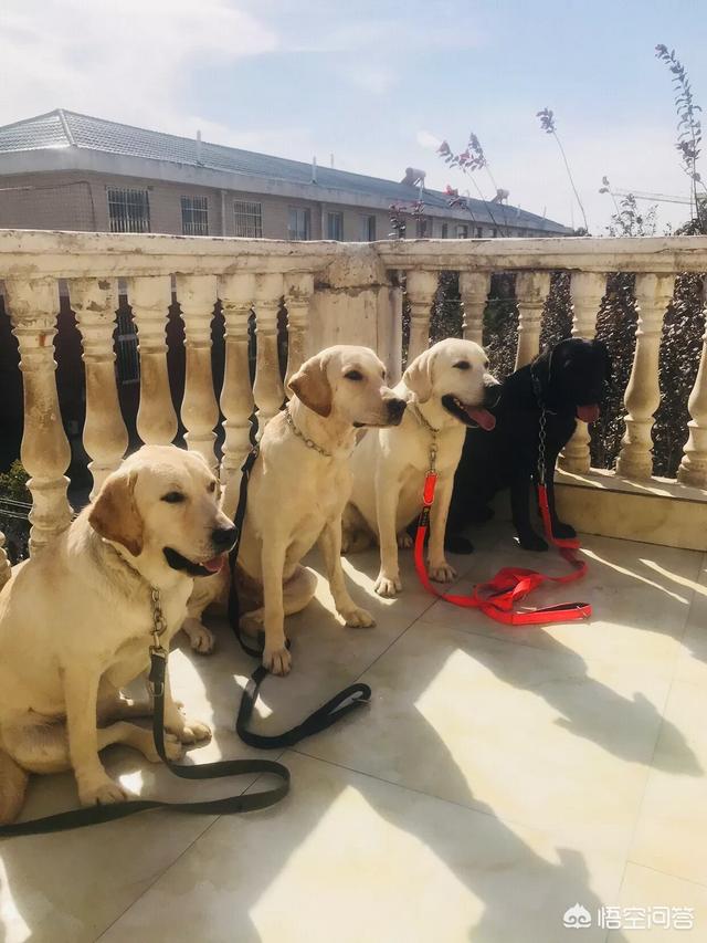 奥达猎犬挑选:大山猎犬挑选 一窝狗里怎么挑最厉害的一只？有哪些办法？