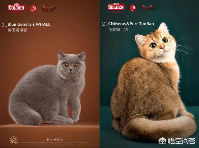 宠物猫品种大全和图片:世界上最美的猫长什么样？