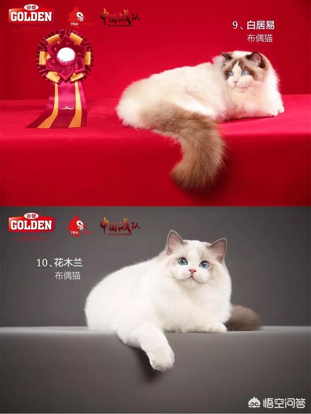 宠物猫品种大全和图片:世界上最美的猫长什么样？