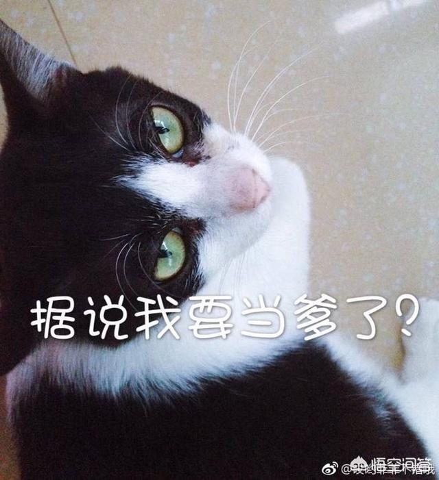 用猫狗和孩子照片做微信头像的人是什么心理