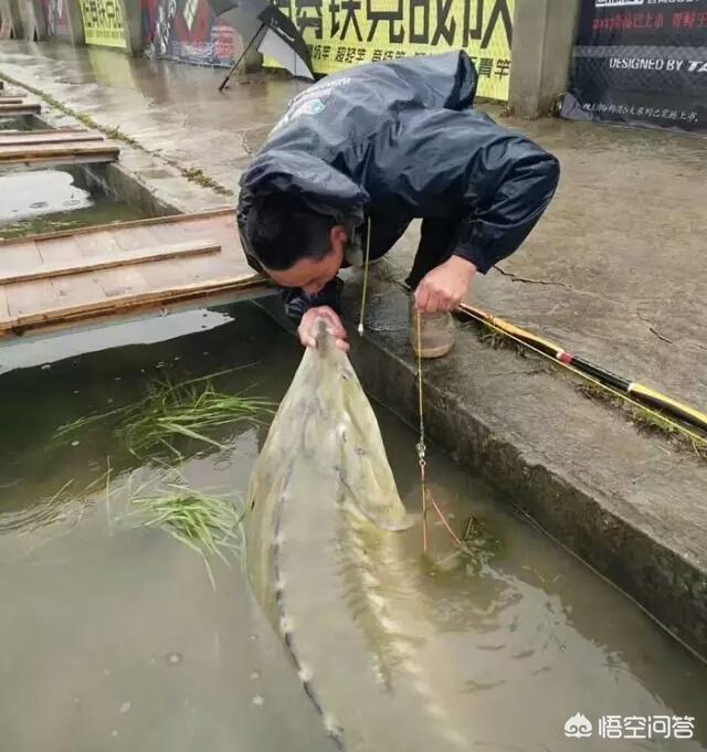 红虫拉饵:使用拉饵或者蚯蚓红虫作钓时，怎么调漂能保证双饵肯定能到底？