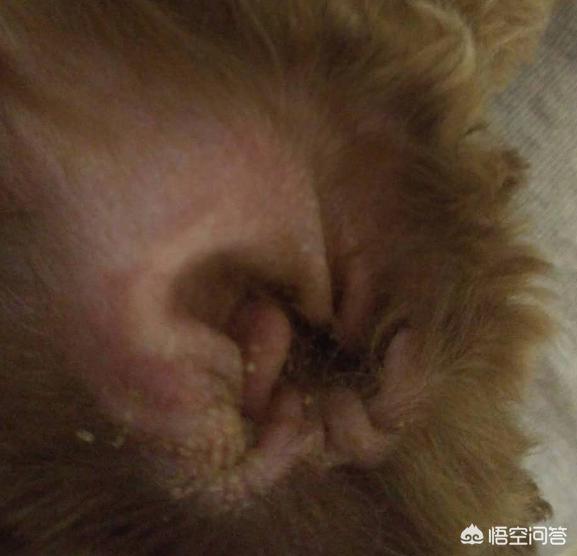 狗得了狗瘟抽搐安乐死:狗狗犬瘟热是否应该选择安乐死？