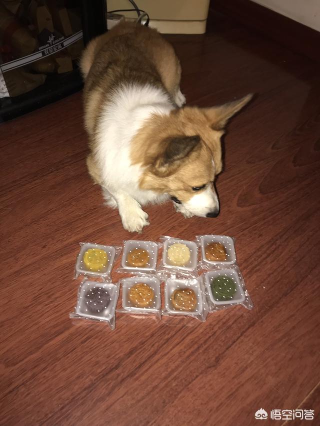 柯基幼犬:2个月柯基幼犬该怎么养？
