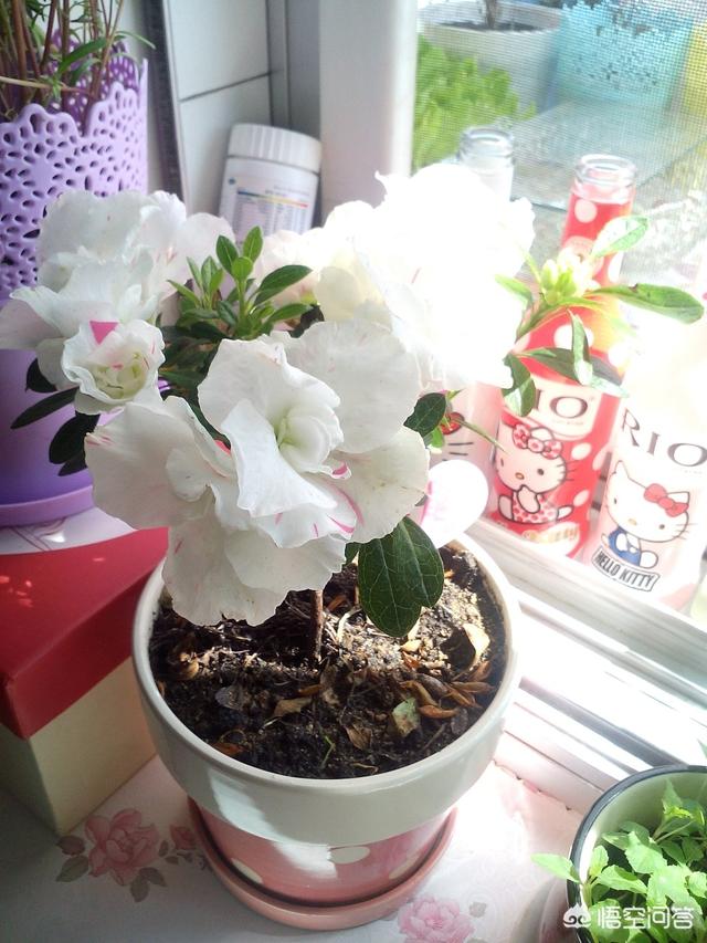 网上买的杜鹃花有毒吗:网上买杜鹃花的小苗靠谱吗？买回来以后应该怎么养护？