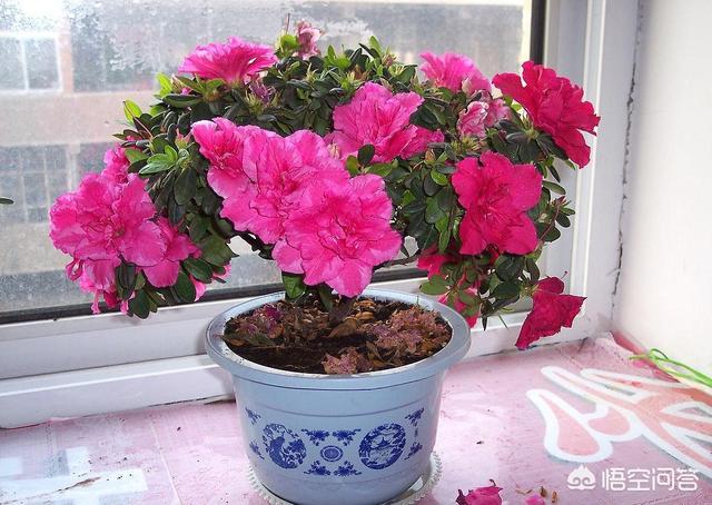 网上买的杜鹃花有毒吗:网上买杜鹃花的小苗靠谱吗？买回来以后应该怎么养护？