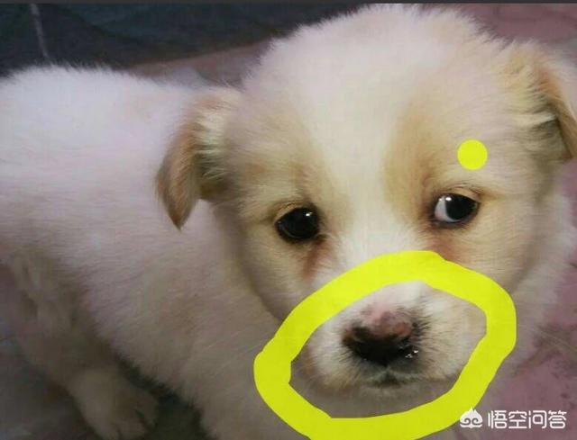 狗狗感冒吃什么药:狗狗感冒可以吃999感冒灵吗？为什么？ 狗狗感冒吃什么药最好