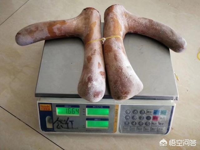 泡的酒里可以加入鹿鞭鹿茸和枸杞,还可以加什么?(红参鹿茸鹿筋枸杞可以一起泡酒吗)