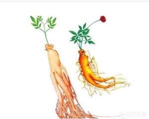 泡的酒里可以加入鹿鞭鹿茸和枸杞,还可以加什么?(红参鹿茸鹿筋枸杞可以一起泡酒吗)