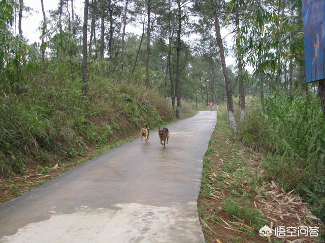 宜昌纯种小鹿犬图片:养狗久了，狗狗会不会认为自己是主人亲生的？ 纯种小鹿犬幼犬图片