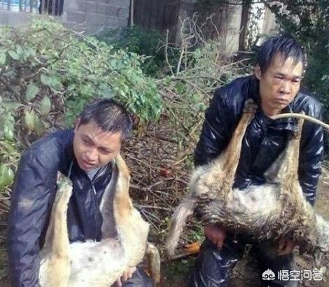横县 偷狗被打:那些偷狗贼被人们抓住了都是什么下场？