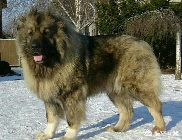 黑色土佐斗犬图片:日本土佐斗犬的图片 日本的土佐犬打的过俄罗斯的高加索犬吗？为什么？