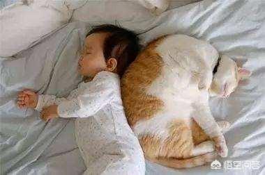 为什么晚上睡觉时猫咪总喜欢靠近自己的头，而且咕噜声还很大？插图39