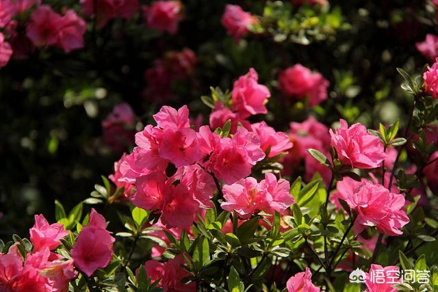 盆栽杜鹃花夏天怎么养:盆栽杜鹃花冬天怎么养 杜鹃长了花苞不开花，花苞慢慢干瘪、落苞，如何处理？