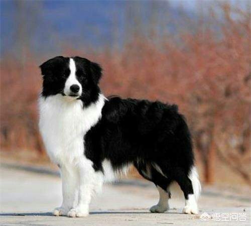 边境牧羊犬打得过德国牧羊犬吗 为什么 头条问答