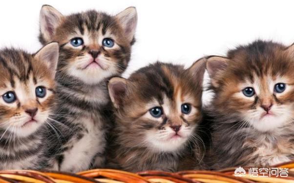 兔子拉稀了吃妈咪爱:猫咪拉稀，可以吃妈咪爱吗？