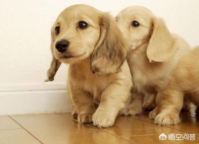 金毛寻回猎犬的价格行情:2018年金毛犬幼犬的价格是多少？有哪些购买渠道？