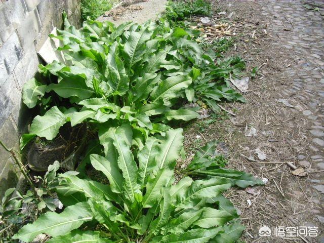 牛拉稀该怎样治疗