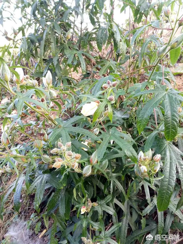 积雪草和黄蜀葵花的功效:黄蜀葵花的功效与作用 黄蜀葵花的药用价值与应用？