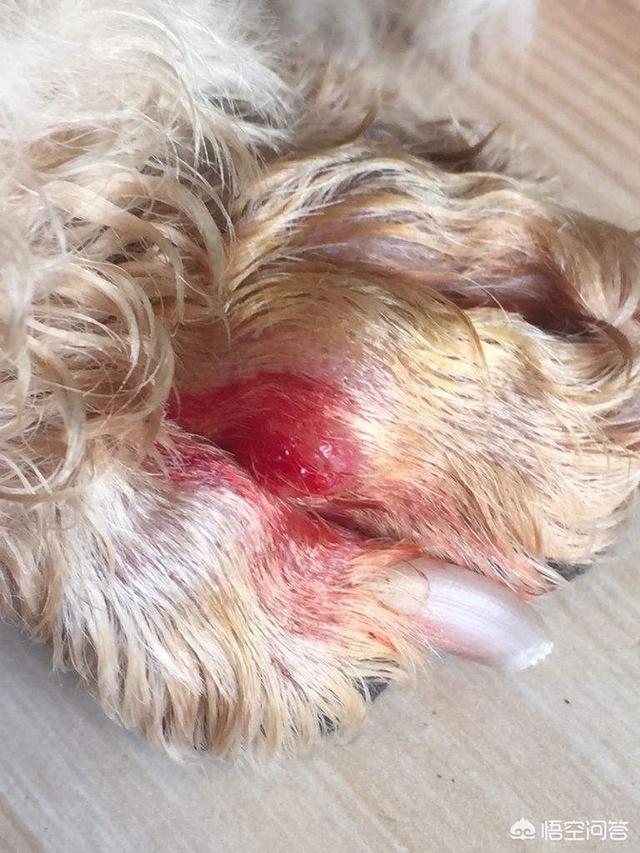 狗指甲套装几个:狗狗的前爪多一个脚趾，有什么作用呢？