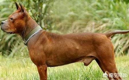 重庆犬:川东猎犬是我国的本土狗吗？为什么？