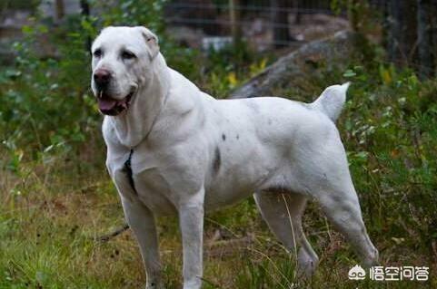 杜高犬vs藏獒视频:三只大藏獒能打得过一只成年高加索犬吗？有何依据？