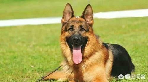 德国牧羊犬怎样训练放羊:德国牧羊犬天生的使命是什么？