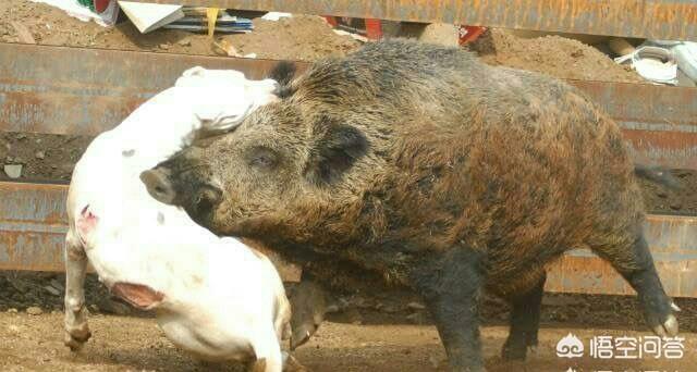 阿根廷獒犬的宠物知识:阿根廷獒犬 哪种狗是为了狩猎美洲狮培育而成的？有何依据？