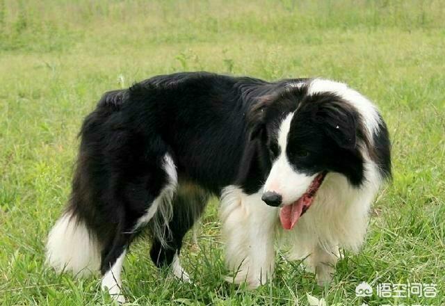 长毛宠物犬种类:目前人气最高的家庭宠物犬是哪些狗？有何依据？ 小型宠物犬长毛品种及图片