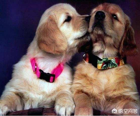 金丹犬外阴:金丹犬厉害吗 狗狗下体红肿还带血是什么情况？