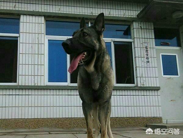 哪里能买到赛维洛犬菌清:想养一条边境牧羊犬，在哪里可以买到？