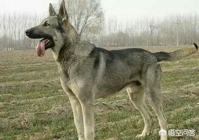 哪里能买到赛维洛犬菌清:想养一条边境牧羊犬，在哪里可以买到？