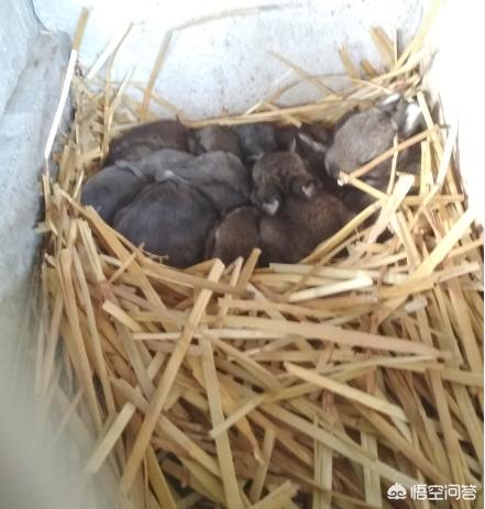 从养兔子的方法来看安全管理:新手养兔子应该注意什么？怎么养兔子（幼兔）？
