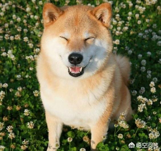 纯种秋田犬芯片:纯种秋田犬图片 如何鉴定一只拉布拉多是不是纯种的？