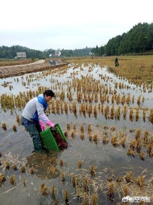 黄贯中藏獒值1200万:黄贯中养17只藏獒 狗为什么会害怕杀狗的人？