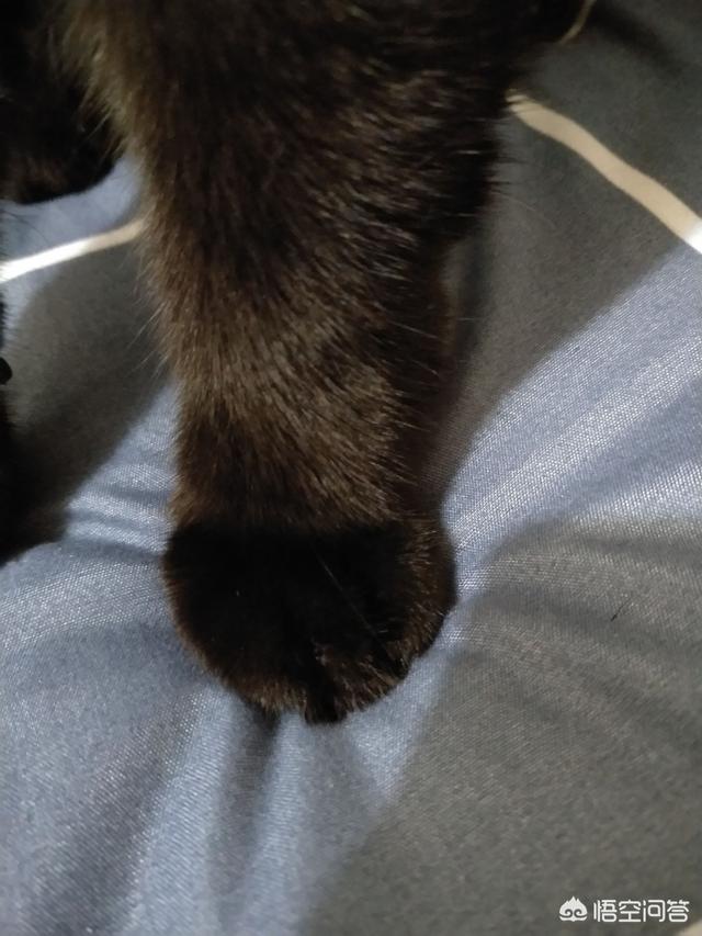 猫奴契约书 在线:外国历史上有哪些著名的猫奴？