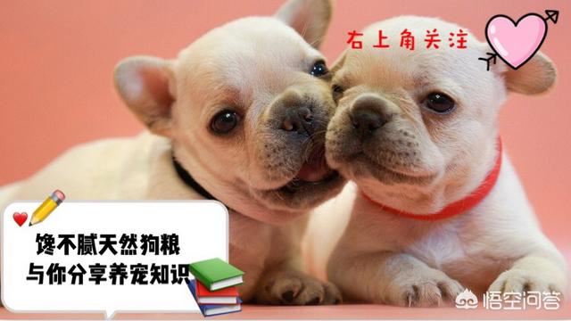 狗狗健康成长100问:刚买的幼狗去宠物医院做体检，应该做哪几个项目？