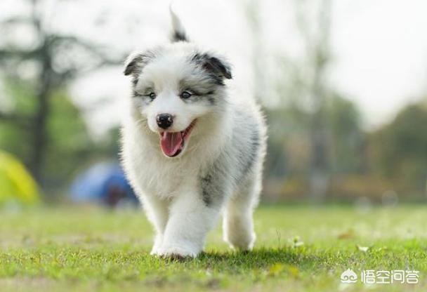 适合女生饲养的伴侣犬:独居女孩建议养什么狗狗，比较有安全感的有哪些狗狗？