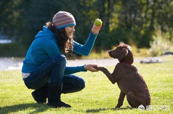 拉不拉多犬幼犬:拉布拉多犬的哪个成长阶段比较适合接受训练？