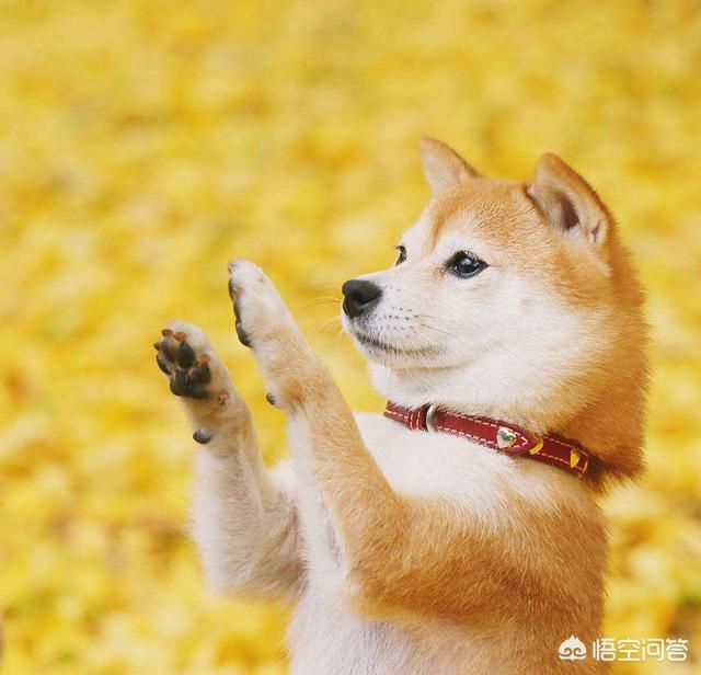 头条问答 柴犬坐车后几天胃口都不好 该怎么办 10个回答