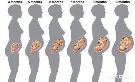 四个月胎儿在腹部哪里图片