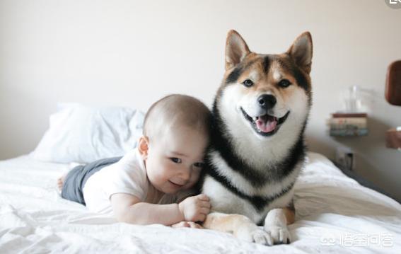 日本柴犬:中国的土狗和日本的柴犬比，输在那里？ 日本柴犬的特点