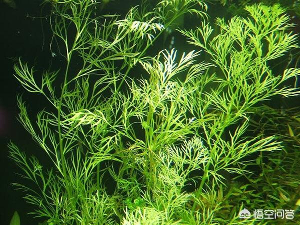 水草种类:新手养殖孔雀鱼时应该种什么水草？