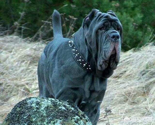 日本土佐犬打架:全世界最具护卫的犬种是哪一种？ 日本土佐犬打斗视频