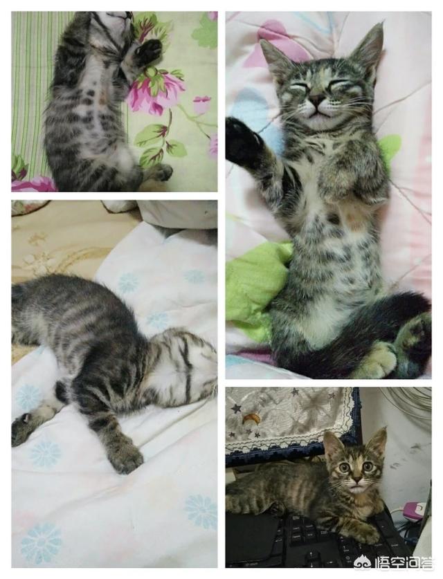 可爱的猫咪:什么猫适合家养，要可爱，温顺不会抓家具的？