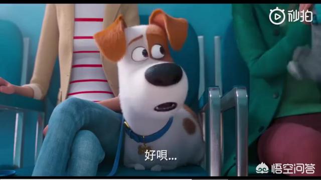 巴吉度猎犬幼犬:《爱宠大机密》中的狗狗都是什么品种？ 巴吉度猎犬幼犬为什么抬不起头
