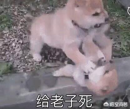 6个月拉不拉多图片:拉布拉多犬的哪个成长阶段比较适合接受训练？ 黑色拉布拉多图片