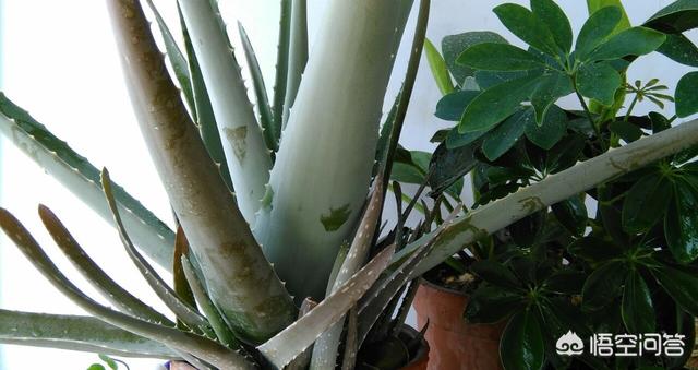 光能净:遮阴对观赏植物有哪些影响？