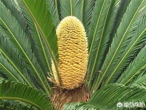 铁树图片:铁树分头怎么办？应该如何养护？